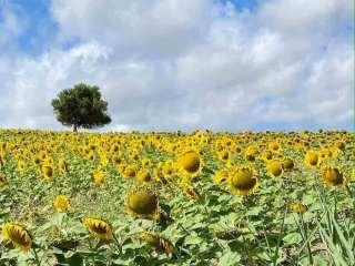 Zonnebloemen in Provincie Cádiz