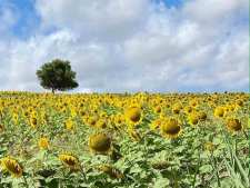 Zonnebloemen in Provincie Cádiz