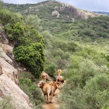 Wandelen in de Alcornocales