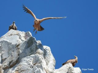 Gier in Monfrague, Extremadura