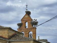 ooievaars in Noord Spanje