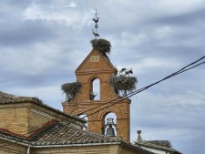 ooievaars in Noord Spanje