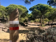 6. door de pijnboombossen