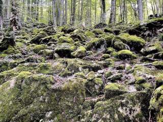Selva de Irati, Navarra
