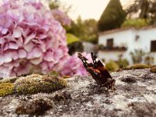 Mariposa