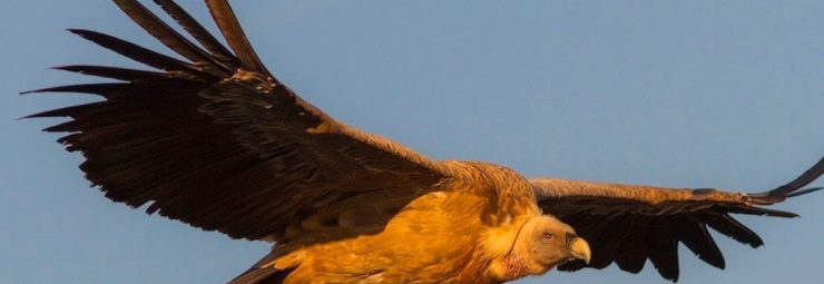 Gieren en andere lelijke vogels