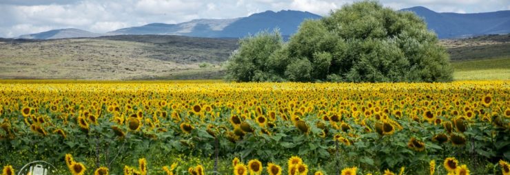 Sierra Norte, de achtertuin van Sevilla