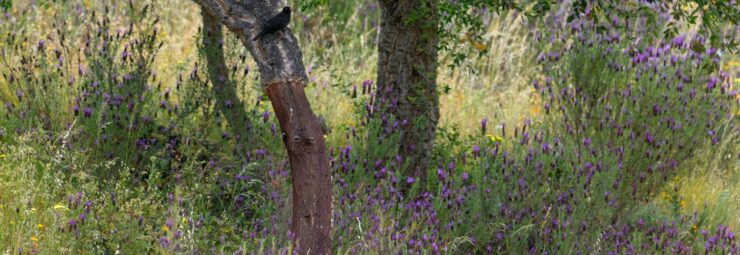 Sierra de Aracena – verscholen schoonheid