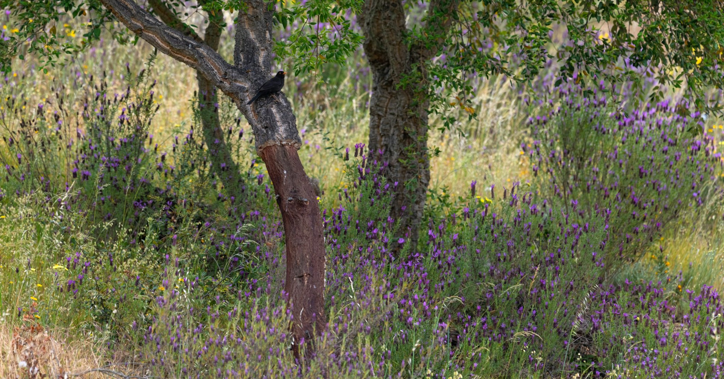 Sierra de Aracena – verscholen schoonheid