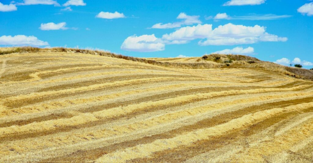 Golden harvested fields with parallel furrows under a bright blue sky and white clouds on a gentle hilltop.
