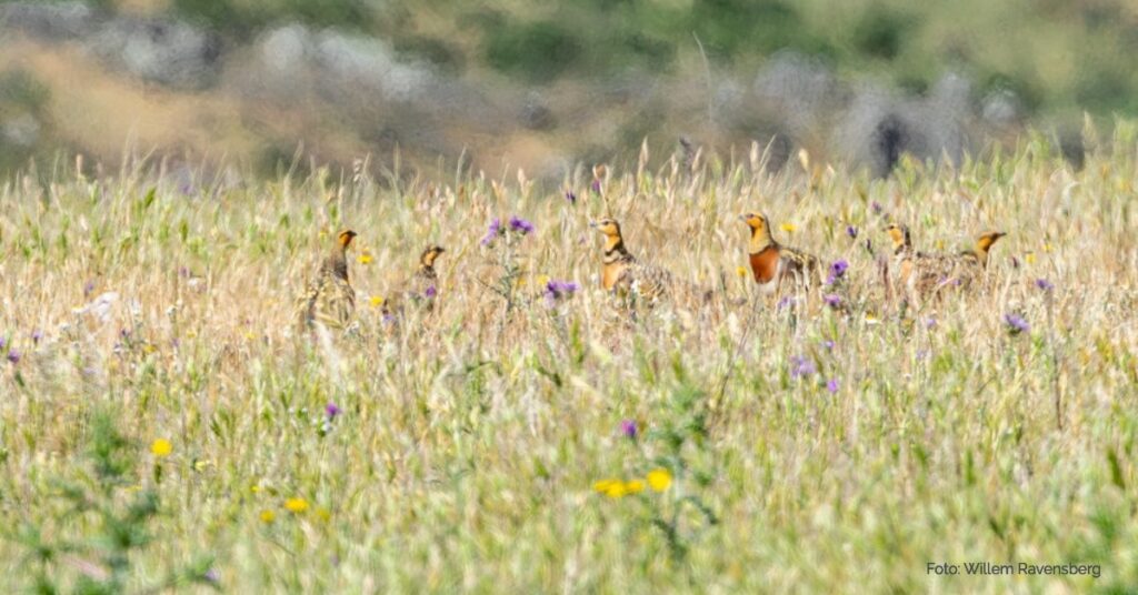 big bustard, grote trap, kleine trap, vogelreis, Extremadura, birdwatchen, Otis tarda, avutarda, el sisón