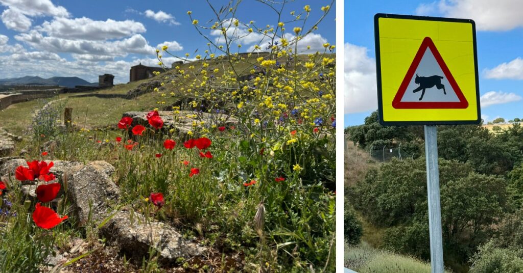 Alcazaba de Reina Campiña Sur Extremadura Spanje - Verkeersbord dat waarschuwt voor Iberische lynxen in Extremadura