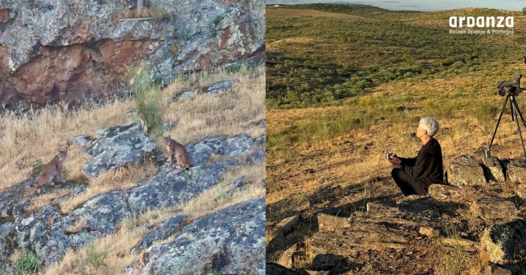 Lynxen spotten met telescoop in het zuiden van Extremadura