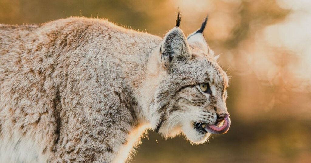 lynx safari in Extremadura met Ardanza