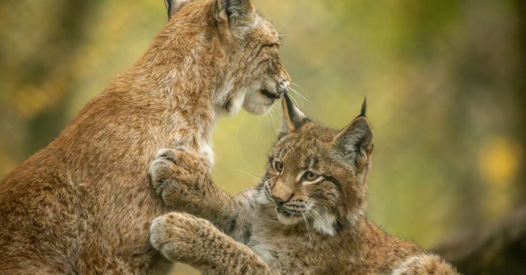 lynx in Extremadura tijdens je rondreis