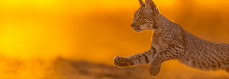 Oog in oog met de lynx in Extremadura