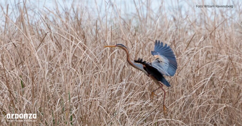 purperreiger, extremadura, birdwatchen, rondreis, vogelreis